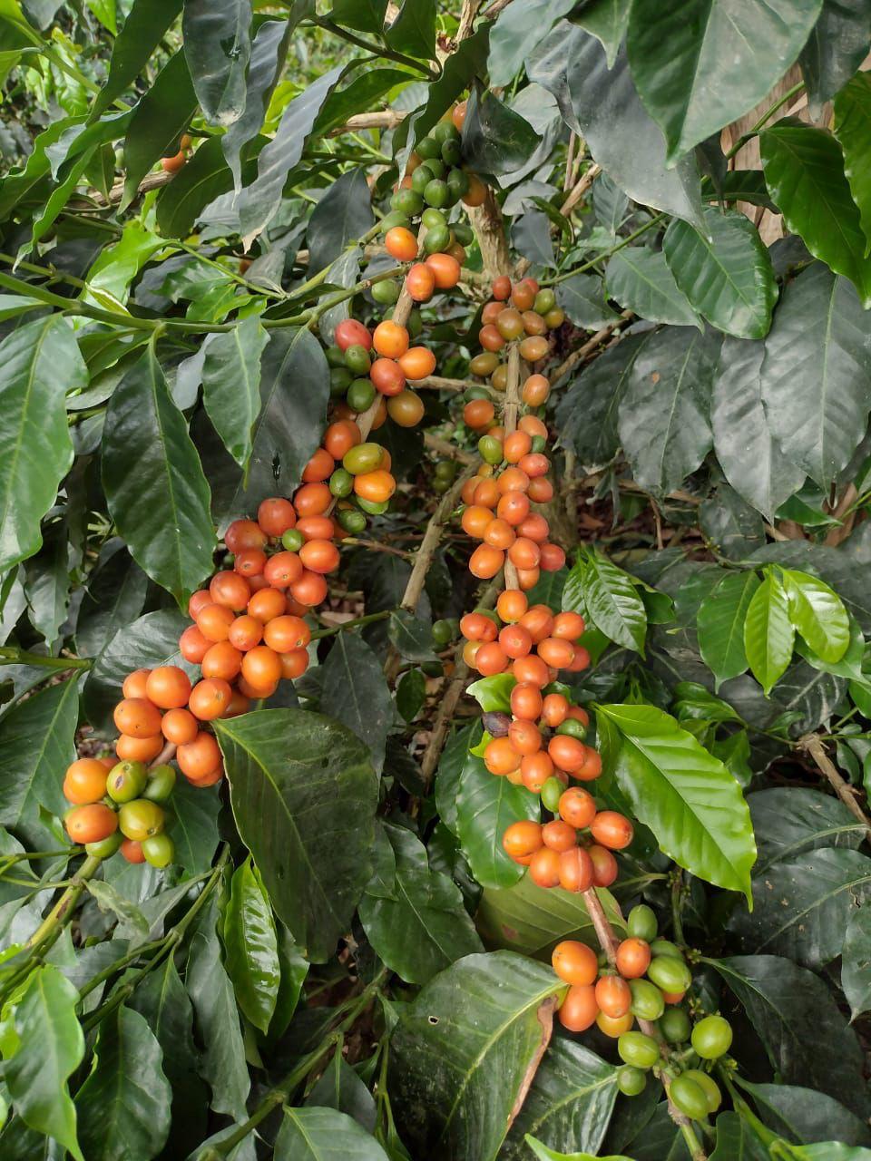 Bourbon Rosado | Honey | Huila – Colombia