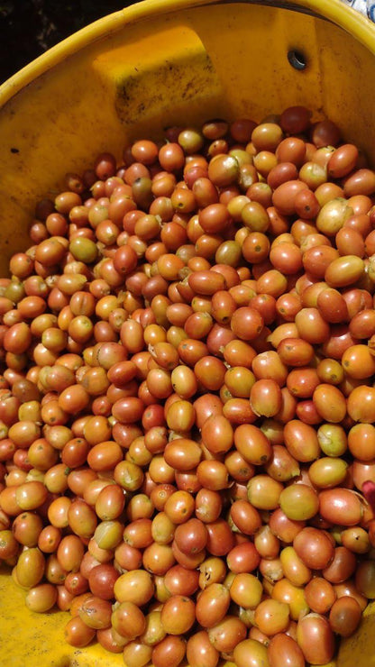 Bourbon Rosado | Honey | Huila – Colombia